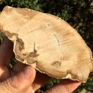 173g COLORFUL RAINBOW FANTASTIC Madagascar Petrified Wood Round Slab Bark #MHS4