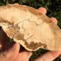 173g COLORFUL RAINBOW FANTASTIC Madagascar Petrified Wood Round Slab Bark #MHS4