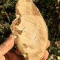 173g COLORFUL RAINBOW FANTASTIC Madagascar Petrified Wood Round Slab Bark #MHS4