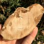 173g COLORFUL RAINBOW FANTASTIC Madagascar Petrified Wood Round Slab Bark #MHS4