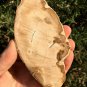 173g COLORFUL RAINBOW FANTASTIC Madagascar Petrified Wood Round Slab Bark #MHS4
