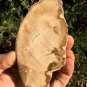 173g COLORFUL RAINBOW FANTASTIC Madagascar Petrified Wood Round Slab Bark #MHS4