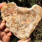 138g COLORFUL RAINBOW FANTASTIC Madagascar Petrified Wood Round Slab Bark #MH36