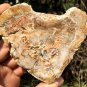 138g COLORFUL RAINBOW FANTASTIC Madagascar Petrified Wood Round Slab Bark #MH36