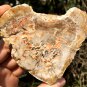 138g COLORFUL RAINBOW FANTASTIC Madagascar Petrified Wood Round Slab Bark #MH36