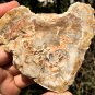 138g COLORFUL RAINBOW FANTASTIC Madagascar Petrified Wood Round Slab Bark #MH36