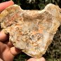 138g COLORFUL RAINBOW FANTASTIC Madagascar Petrified Wood Round Slab Bark #MH36