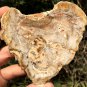 138g COLORFUL RAINBOW FANTASTIC Madagascar Petrified Wood Round Slab Bark #MH36