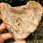 138g COLORFUL RAINBOW FANTASTIC Madagascar Petrified Wood Round Slab Bark #MH36