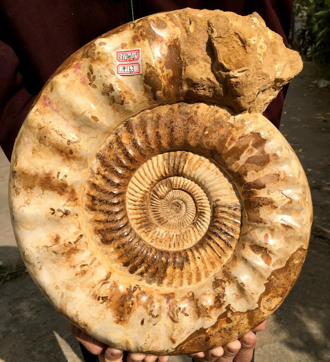 31.23 lb HUGE White Pretty Ribbed Whole Ammonite Nautilus Fossil