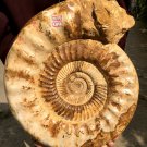 31.23 lb HUGE White Pretty Ribbed Whole Ammonite Nautilus Fossil