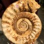 31.23 lb HUGE White Pretty Ribbed Whole Ammonite Nautilus Fossil