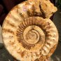 31.23 lb HUGE White Pretty Ribbed Whole Ammonite Nautilus Fossil