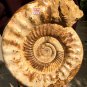 31.23 lb HUGE White Pretty Ribbed Whole Ammonite Nautilus Fossil