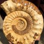 31.23 lb HUGE White Pretty Ribbed Whole Ammonite Nautilus Fossil