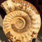 31.23 lb HUGE White Pretty Ribbed Whole Ammonite Nautilus Fossil