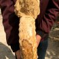 31.23 lb HUGE White Pretty Ribbed Whole Ammonite Nautilus Fossil