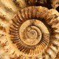 31.23 lb HUGE White Pretty Ribbed Whole Ammonite Nautilus Fossil