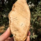 223g COLORFUL RAINBOW FANTASTIC Madagascar Petrified Wood Round Slab Bark #MH35