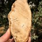223g COLORFUL RAINBOW FANTASTIC Madagascar Petrified Wood Round Slab Bark #MH35