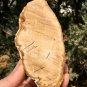 223g COLORFUL RAINBOW FANTASTIC Madagascar Petrified Wood Round Slab Bark #MH35