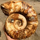 10.83 lb HUGE White Pretty Ribbed Whole Ammonite Nautilus Fossil #DZ89