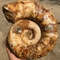 10.83 lb HUGE White Pretty Ribbed Whole Ammonite Nautilus Fossil #DZ89