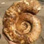 10.83 lb HUGE White Pretty Ribbed Whole Ammonite Nautilus Fossil #DZ89
