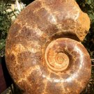 13.43 lb HUGE White Pretty Ribbed Whole Ammonite Nautilus Fossil #DZ90