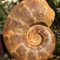 13.43 lb HUGE White Pretty Ribbed Whole Ammonite Nautilus Fossil #DZ90