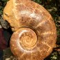 13.43 lb HUGE White Pretty Ribbed Whole Ammonite Nautilus Fossil #DZ90