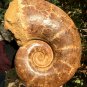 13.43 lb HUGE White Pretty Ribbed Whole Ammonite Nautilus Fossil #DZ90