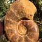 13.43 lb HUGE White Pretty Ribbed Whole Ammonite Nautilus Fossil #DZ90