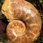 13.43 lb HUGE White Pretty Ribbed Whole Ammonite Nautilus Fossil #DZ90