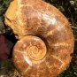 13.43 lb HUGE White Pretty Ribbed Whole Ammonite Nautilus Fossil #DZ90