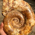8.95lb HUGE White Pretty Ribbed Whole Ammonite Nautilus Fossil #DZ87