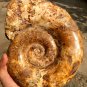 8.95lb HUGE White Pretty Ribbed Whole Ammonite Nautilus Fossil #DZ87