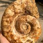 8.95lb HUGE White Pretty Ribbed Whole Ammonite Nautilus Fossil #DZ87