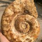 8.95lb HUGE White Pretty Ribbed Whole Ammonite Nautilus Fossil #DZ87