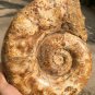 8.95lb HUGE White Pretty Ribbed Whole Ammonite Nautilus Fossil #DZ87