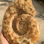 8.95lb HUGE White Pretty Ribbed Whole Ammonite Nautilus Fossil #DZ87