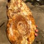 8.95lb HUGE White Pretty Ribbed Whole Ammonite Nautilus Fossil #DZ87