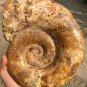 8.95lb HUGE White Pretty Ribbed Whole Ammonite Nautilus Fossil #DZ87