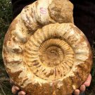 Large Madagascan Ammonite Kranaosphinctes sp. 405 x 360 x 130 mm - 19.309 kg
