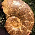 Large Madagascan Ammonite Kranaosphinctes sp. 340 x 280 x 112 mm - 10.767 kg