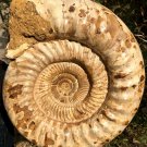 22.51 lb HUGE White Pretty Ribbed Whole Ammonite Nautilus Fossil #DZ89