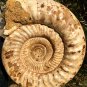 22.51 lb HUGE White Pretty Ribbed Whole Ammonite Nautilus Fossil #DZ89