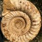 22.51 lb HUGE White Pretty Ribbed Whole Ammonite Nautilus Fossil #DZ89