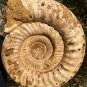 22.51 lb HUGE White Pretty Ribbed Whole Ammonite Nautilus Fossil #DZ89