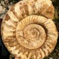 22.51 lb HUGE White Pretty Ribbed Whole Ammonite Nautilus Fossil #DZ89